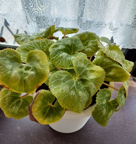 ウチのシクラメン な んにもしてないのに今年も夏を超しました しかも花芽までついてきてます この冬もたくさん花を咲かせてくれそうです はっぴーシニアらいふ